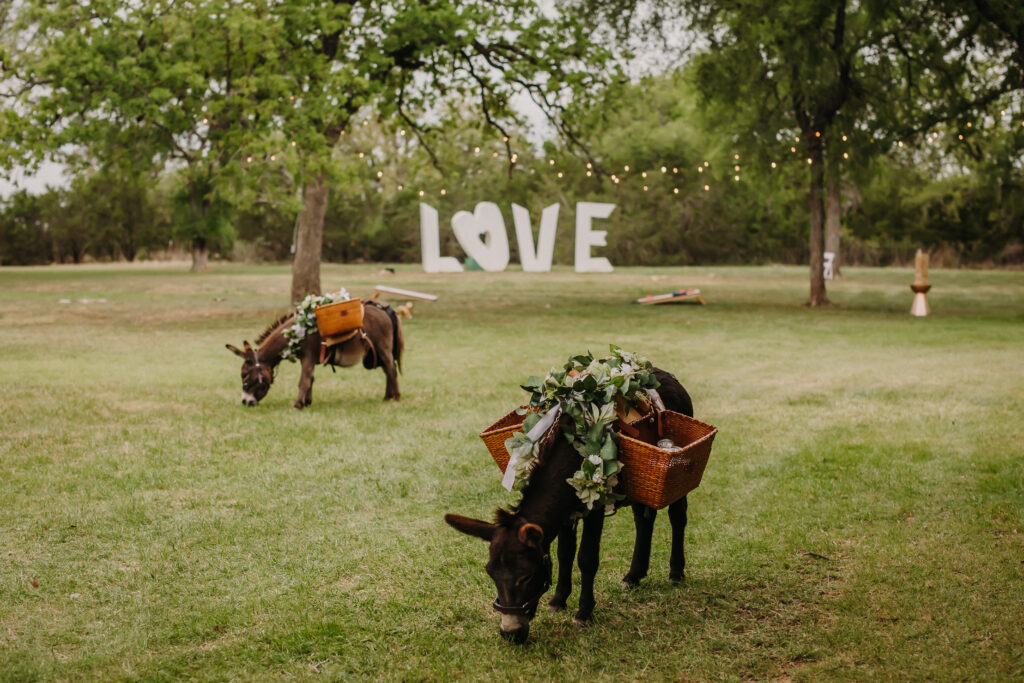 Beer Burros from Big City Farm